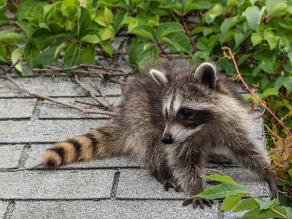 Akron Wildlife Removal