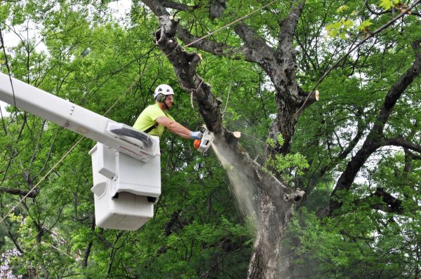 Akron Tree Trimming