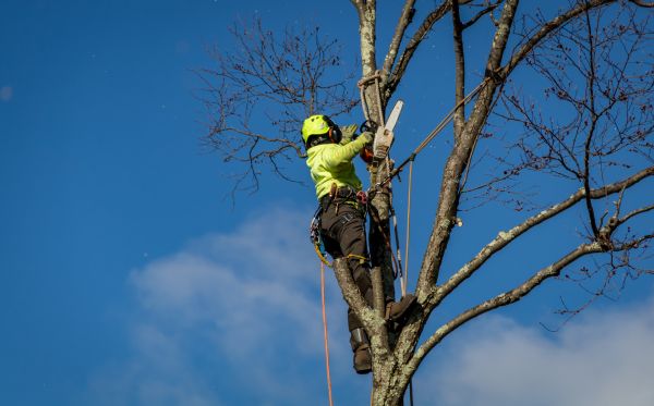 Akron Tree Removal